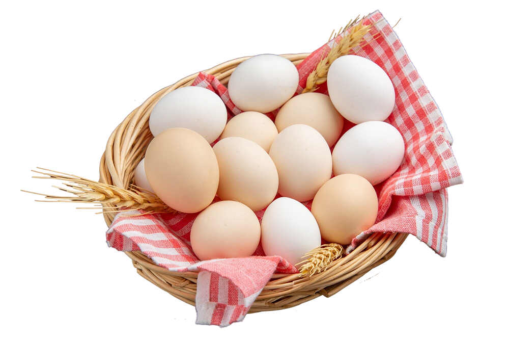 Günlük Organik Yumurta